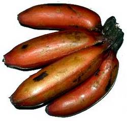 Red Banana Manufacturer Supplier Wholesale Exporter Importer Buyer Trader Retailer in namakkl Tamil Nadu India